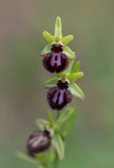 Ophrys incubacea, Ophrys sphegodes subsp. atrata, mediterranean wild orchid, Andalucia, Spain.