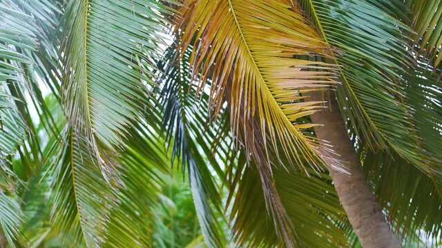 Colorful coconut leaves morning wind,Video close-up 4K Resolution.