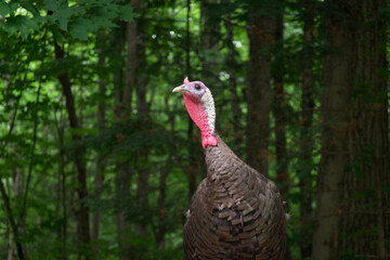 A large turkey in a forest