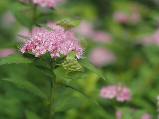 桃色のシモツケ