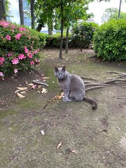 A cat in the park