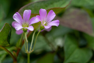 道端に生える外来種のムラサキカタバミ