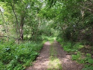 footpath in the woods