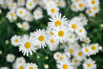 Obraz premium Field of daisy flowers. Wild chamomile