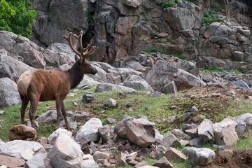 Large deer in a forest