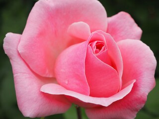 pink rose