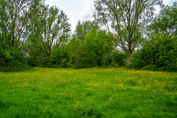 Fototapeta na wymiar View in the park with meadow with buttercups (Ranunculus) 