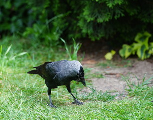 crow on the grass