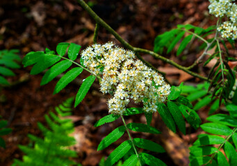Close up of Rowan flower (Sorbus aucuparia)
