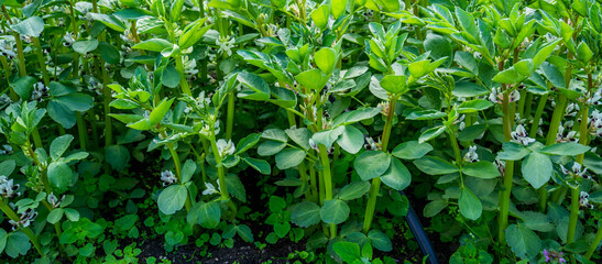 Close up of flowering broad beans (Vicia faba)
