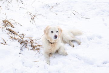 Large labrador retriever dog in winter landscape lies in the snow in snowdrift.