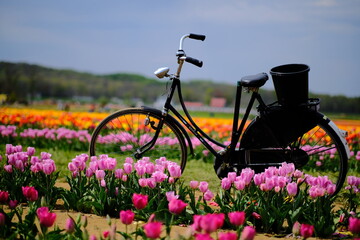 Fototapeta na wymiar A bicycle with a flower basket sits in a field of tulips