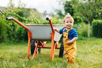 A cheerful toddler stands next to a wheelbarrow with mown grass in the garden. - obrazy, fototapety, plakaty