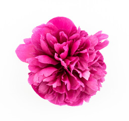 Pink peony flower isolated on white background