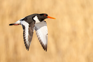 Eurasian oystercatcher