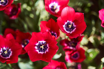 Fototapeta na wymiar Red beautiful tulips field in spring time with sun rays