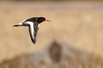Eurasian oystercatcher