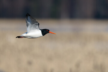 Eurasian oystercatcher