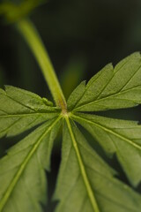 Cannabis marijuana plant hemp leaf
