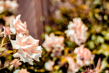 Natural background, photo of a live flowering rose bush with pink flowers