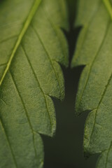Cannabis marijuana plant hemp leaf