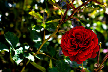 Natural background, photo of a live flowering rose bush with red flowers