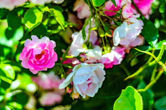 Natural background, photo of a live flowering rose bush with pink flowers