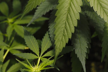 Cannabis marijuana plant hemp leaf