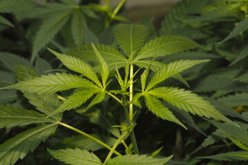 Cannabis marijuana plant hemp leaf