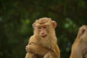 Sad lonely monkey on the hill, monkey hill in Phuket