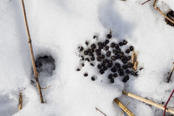 Venison feces in the snow. © lapis2380