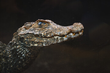 Portrait of Cuvier's dwarf caiman (Paleosuchus palpebrosus) - small crocodilian in the alligator family from northern and central South America.