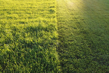 Grass cut with lawn mower. Half of the grass trimmed and half is still long. Fresh cut backyard in the sunlihgt.