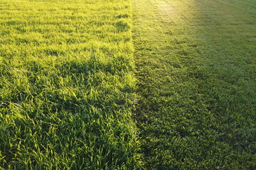 Grass cut with lawn mower. Half of the grass trimmed and half is still long. Fresh cut backyard in...