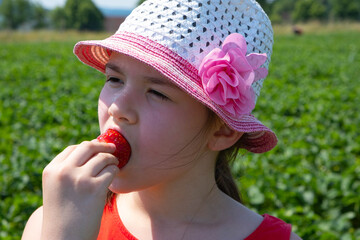 girl in a strawberry field eating ripe strawberries