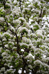 White blossoming apple trees in the sunset light. Spring season, spring colors