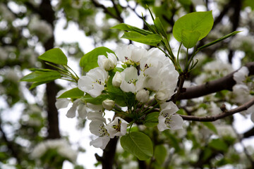 White blossoming apple trees in the sunset light. Spring season, spring colors