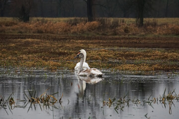 White female swan with a brood of small swans on the lake