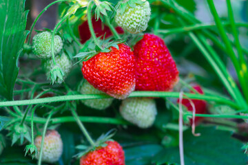 Berries of large strawberries are spiced on the strawberry plant in the garden, many red ripe and green unripe strawberries in the garden