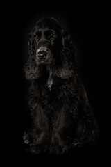 Cocker spaniel puppy on black background