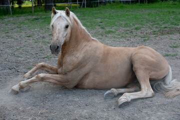 HOUSE cavallo stalla libertà tenerezza 