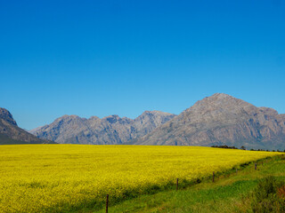 Canola or rapeseed or rape plant field. Near Riebeek Kasteel. Swartland. Western Cape. South Africa