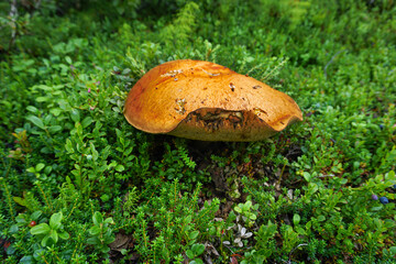Big bay bolete in the forest