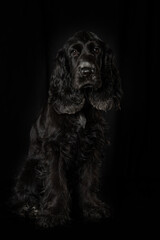 Cocker spaniel puppy on black background