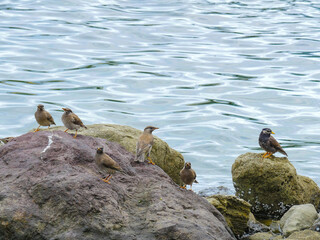 ムクドリ5　親子