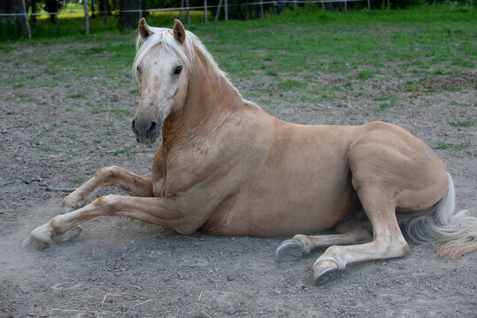 HOUSE cavallo stalla libert&agrave; tenerezza 