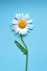 The flower is a natural white daisy on a blue paper background. Beautiful summer background with a copy of the space, top view, minimalism, flat lay