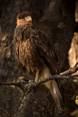 Eagle standing on a tree branch in Nahuel Huapi National Park, Patagonia Argentina.

