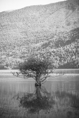 Tree standing in water in Nonthué Lake, Patagonia Argentina after flood.