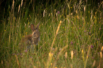 Little rabbit hiding between the grass and flowers in Lanín National Park, Argentina